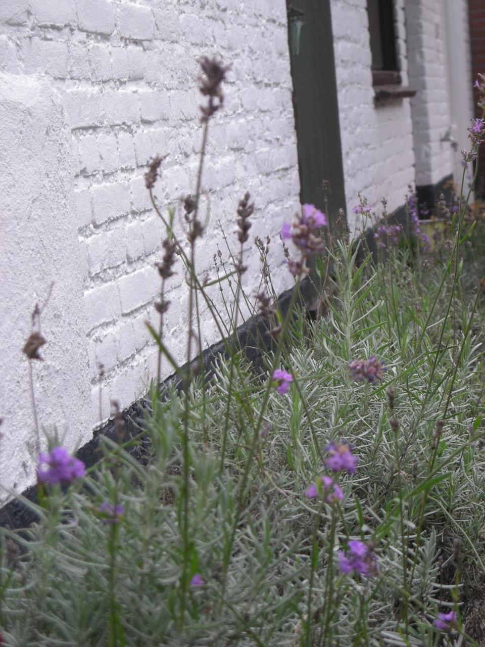 Het Aambeeld Wanroij Exterior foto